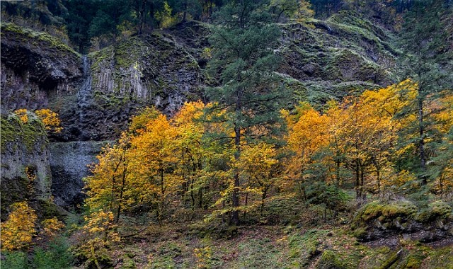 Wahclella Falls Trail 16-5927.jpg